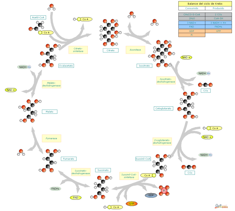 Ciclo de Krebs