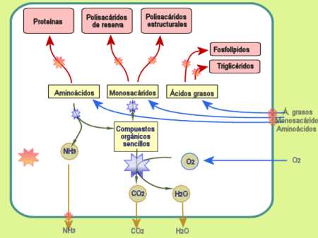 Metabolismo animal