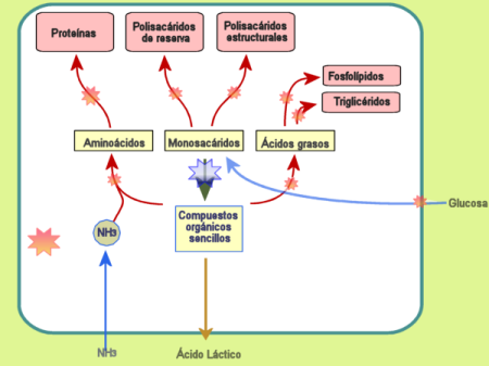 Metabolismo fermentaci&oacute;n