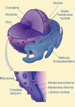 Esquema del N&uacute;cleocelular
