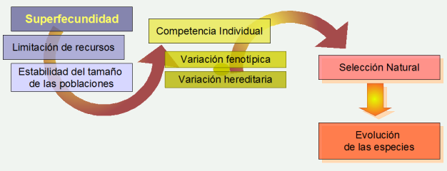 Proceso evolutivo