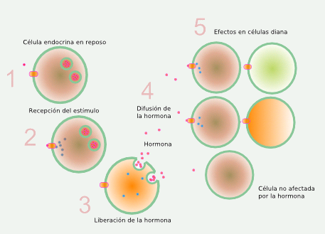 Acción Hormonal
