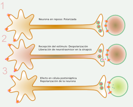 Acción neuronal