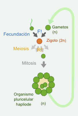Ciclo haplobióntico