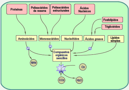 Esquema general del catabolismo