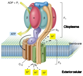 ATP asa