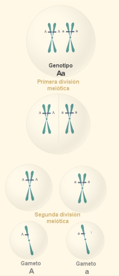 Meiosis en un heterozigoto