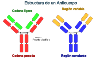 Estructura de un Anticuerpo
