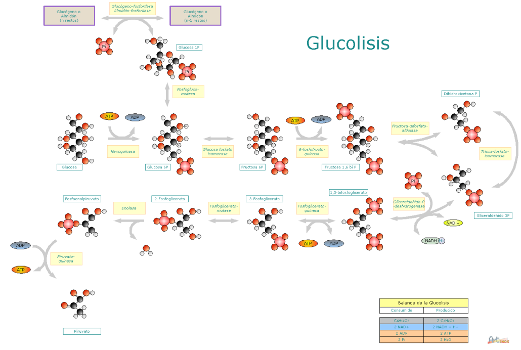 Glucolisis