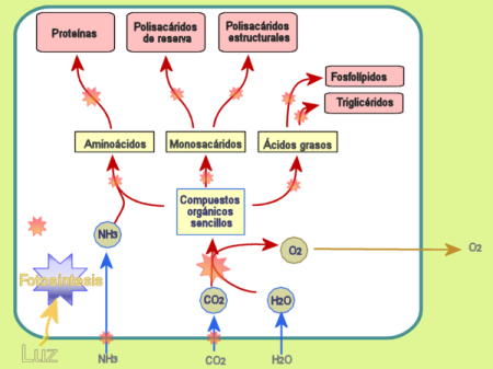 Metabolismo fotos&iacute;ntesis