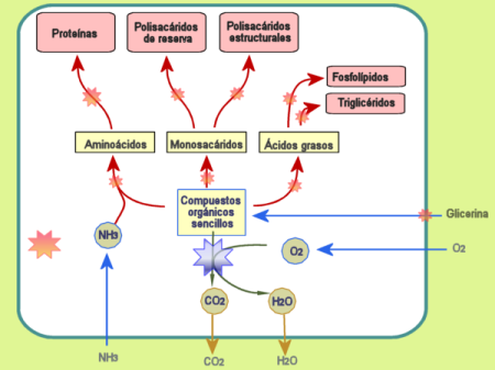 Metabolismo respiraci&oacute;n