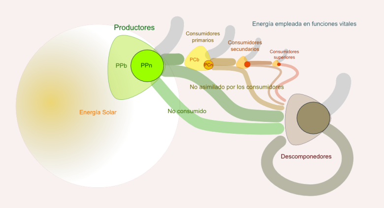 Energ&iacute;a en las cadenas tr&oacute;ficas
