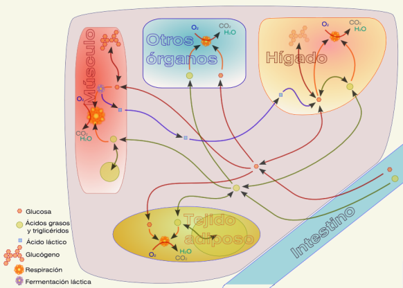 &Oacute;rganos implicados en el metabolismo energ&eacute;tico